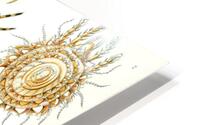 ernst haeckel HD Metal print
