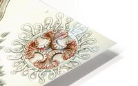 ernst haeckel HD Metal print