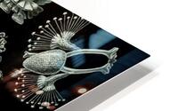 ernst haeckel HD Metal print