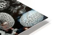 ernst haeckel HD Metal print