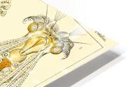 ernst haeckel HD Metal print