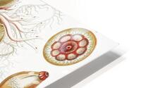 ernst haeckel HD Metal print