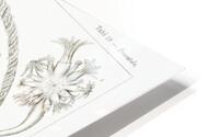 ernst haeckel HD Metal print