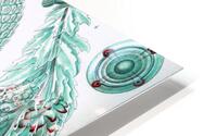 ernst haeckel HD Metal print