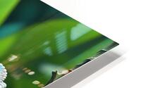 Chameleon HD Metal print