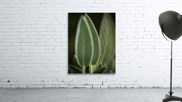 Microplant Wall Preview