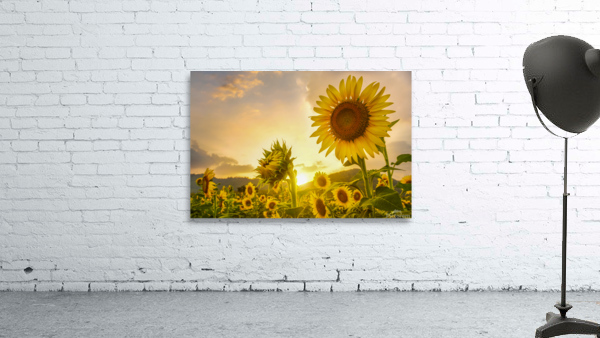 sunflower Wall Preview