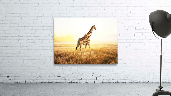  giraffe  Wall Preview