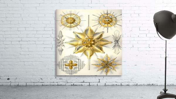 ernst haeckel illustrations Wall Preview