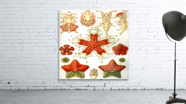 ernst haeckel illustrations Wall Preview