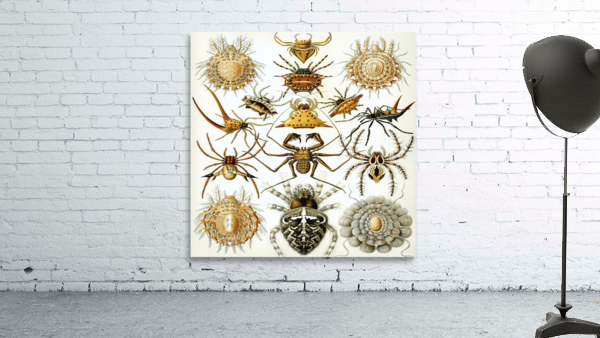 ernst haeckel illustrations Wall Preview