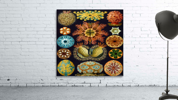 ernst haeckel illustrations Wall Preview