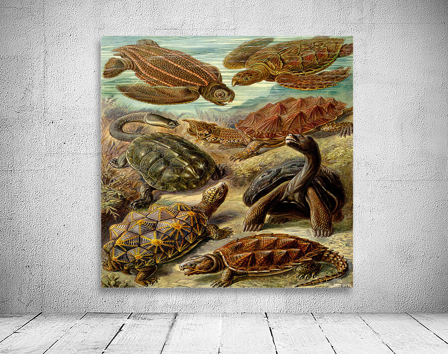 ernst haeckel illustrations Wall Preview
