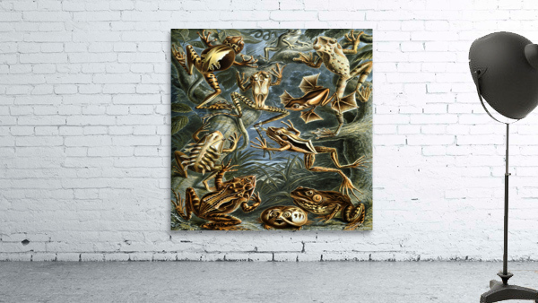 ernst haeckel illustrations Wall Preview