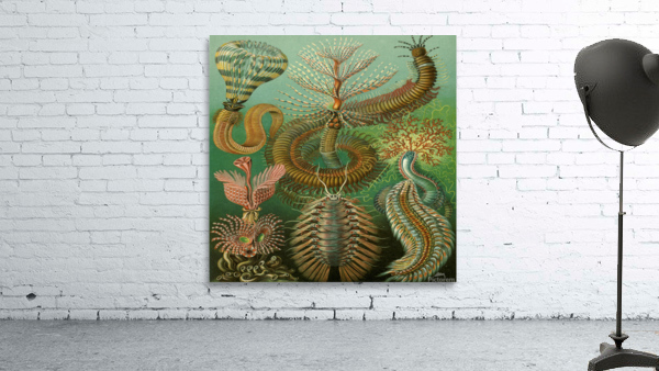 ernst haeckel illustrations Wall Preview