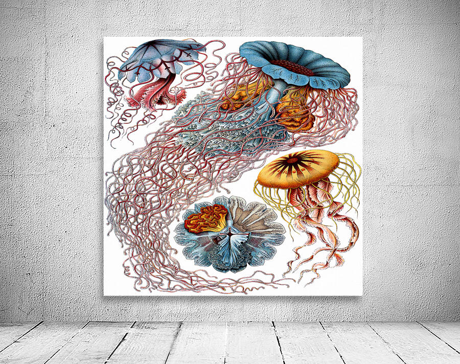 ernst haeckel illustrations Wall Preview