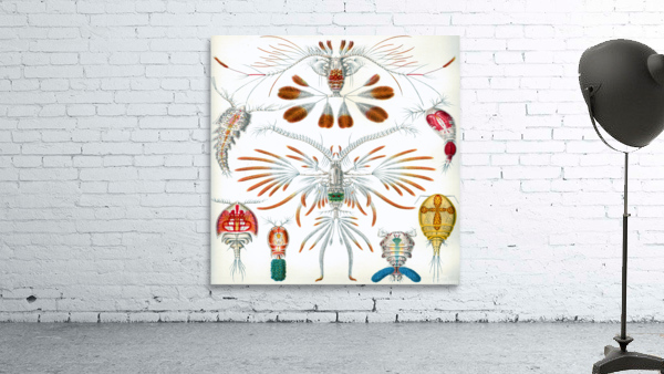 ernst haeckel illustrations Wall Preview