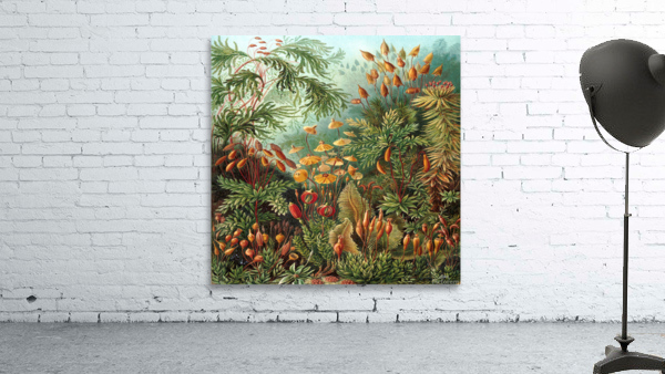 ernst haeckel illustrations Wall Preview