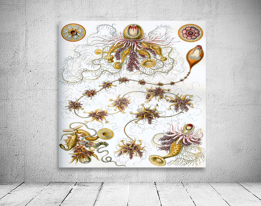 ernst haeckel illustrations Wall Preview