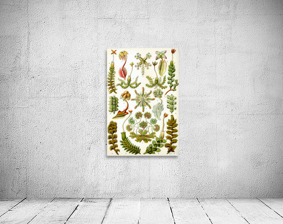 ernst haeckel Wall Preview