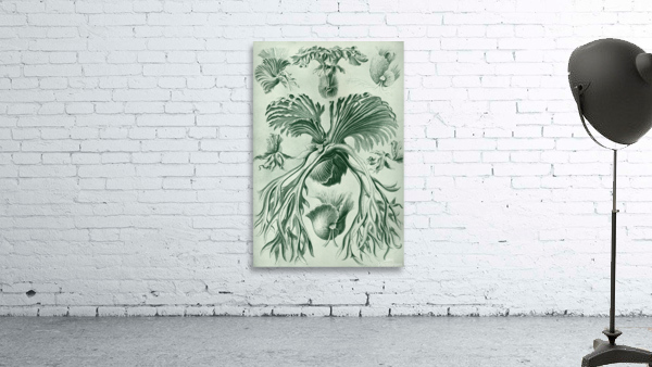 ernst haeckel Wall Preview