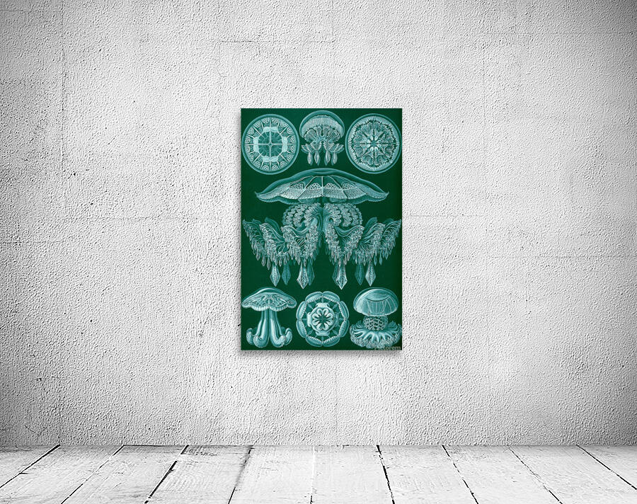 ernst haeckel Wall Preview