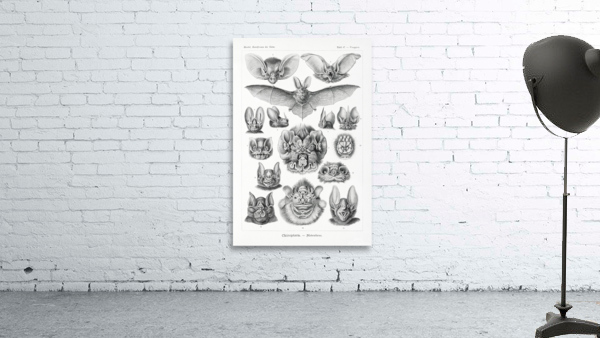 ernst haeckel Wall Preview