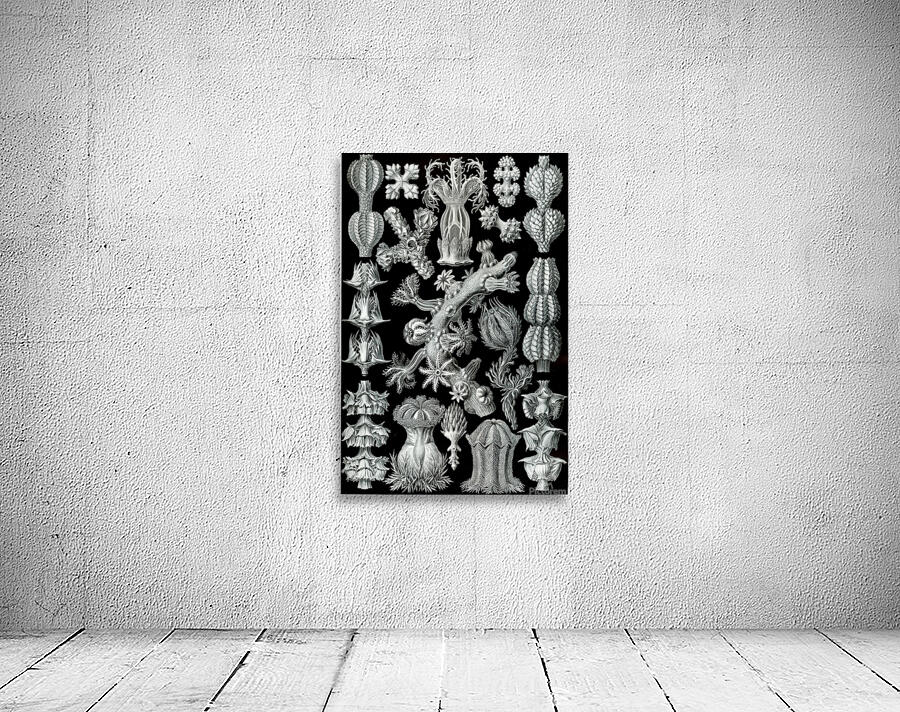 ernst haeckel Wall Preview