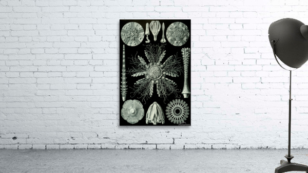 ernst haeckel Wall Preview