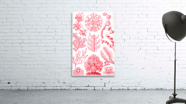 ernst haeckel Wall Preview