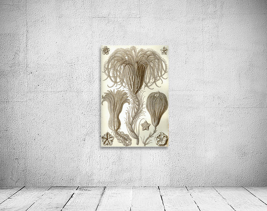 ernst haeckel Wall Preview