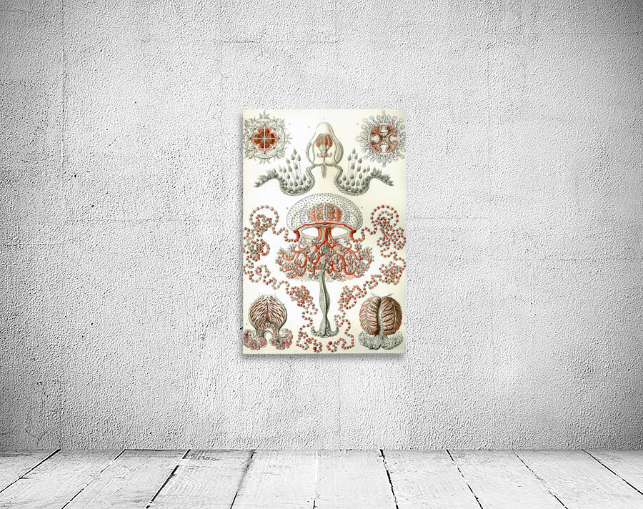 ernst haeckel Wall Preview