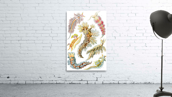 ernst haeckel Wall Preview