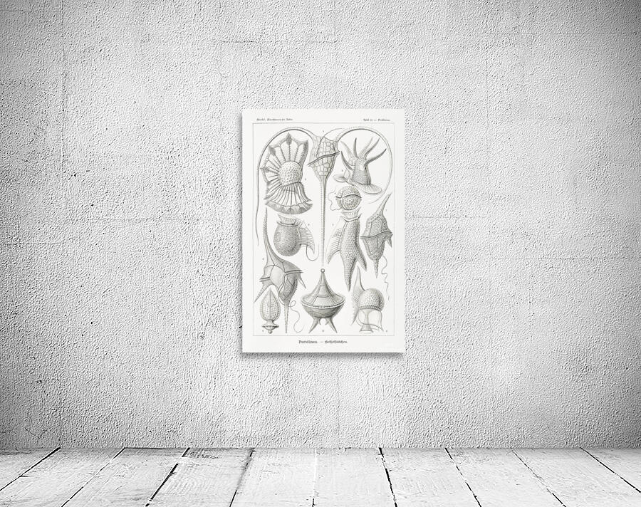 ernst haeckel Wall Preview
