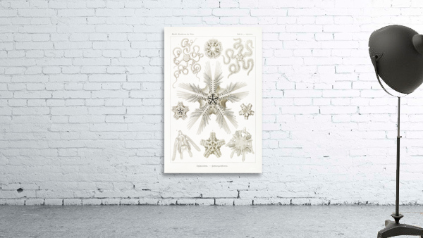 ernst haeckel Wall Preview