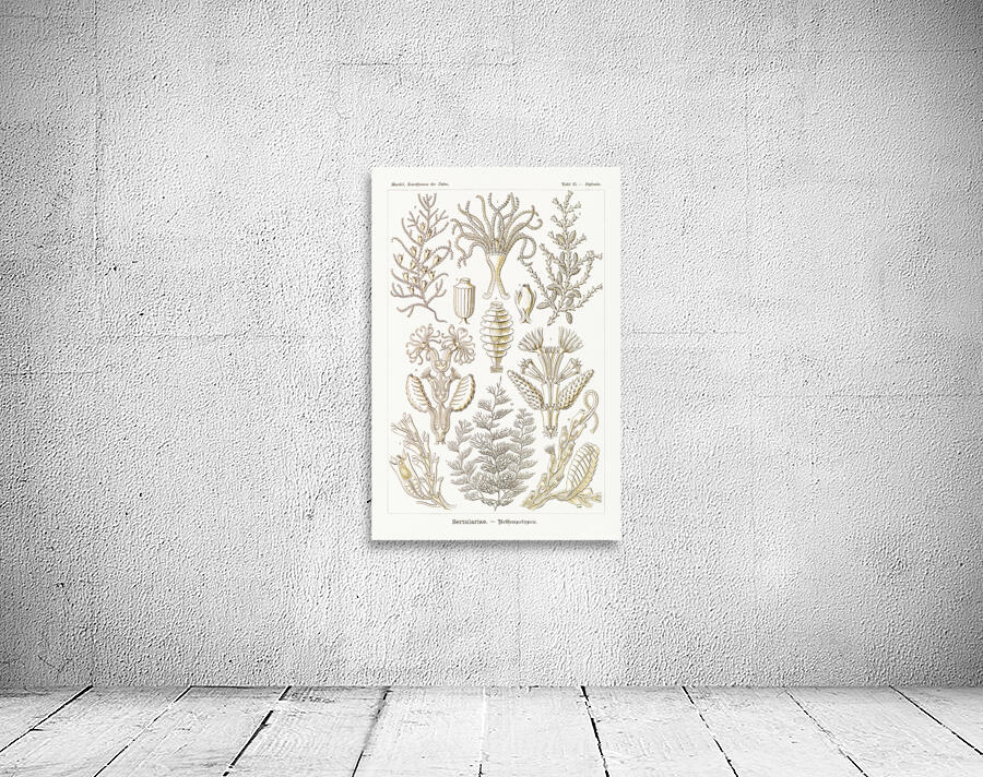 ernst haeckel Wall Preview