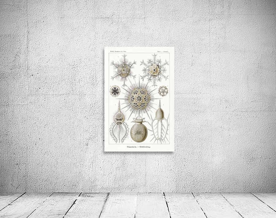ernst haeckel Wall Preview