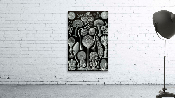 ernst haeckel Wall Preview