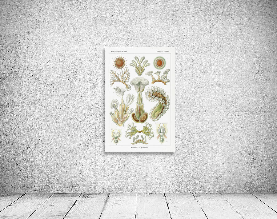 ernst haeckel Wall Preview