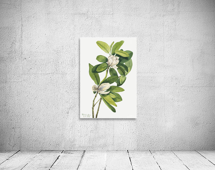 2520 william morris Wall Preview