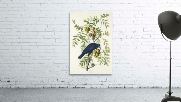 25  John James Audubon 34 Wall Preview