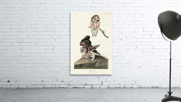 25  John James Audubon 113 Wall Preview