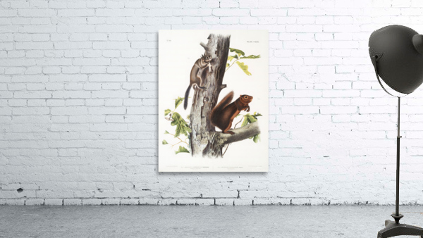 5955 John James Audubon  80 Wall Preview