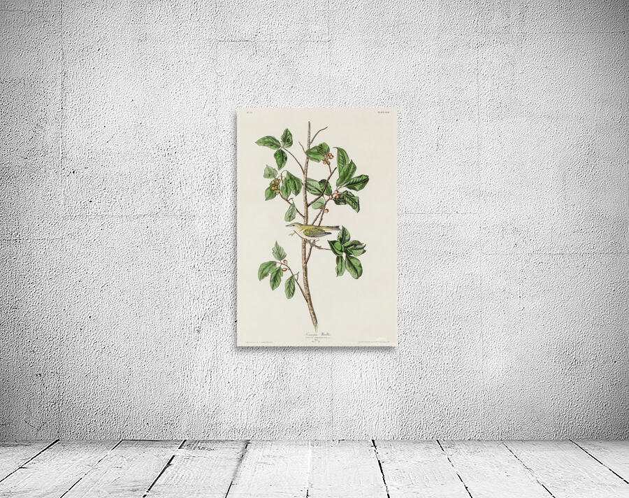 5955 John James Audubon  105 Wall Preview