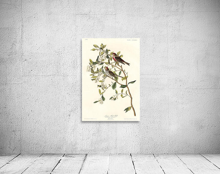 5955 John James Audubon  127 Wall Preview