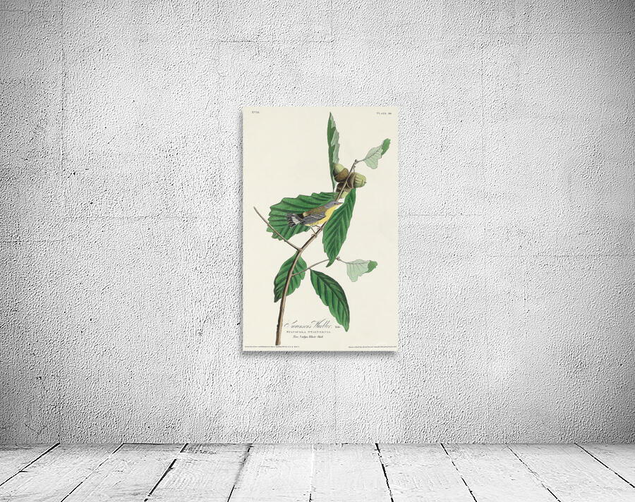 6182 John James Audubon  21 Wall Preview