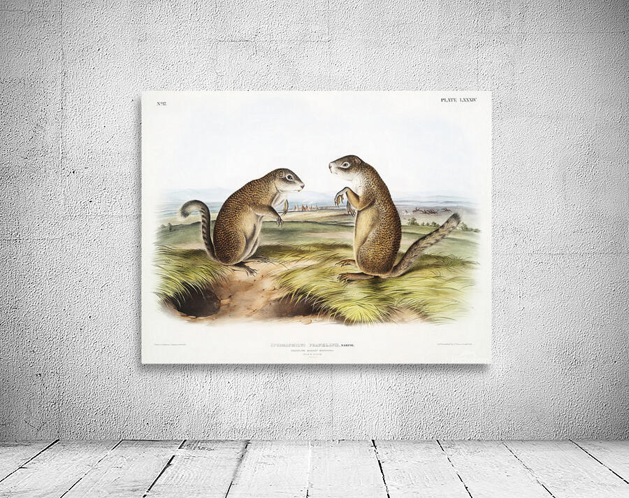 6182 John James Audubon  61 Wall Preview