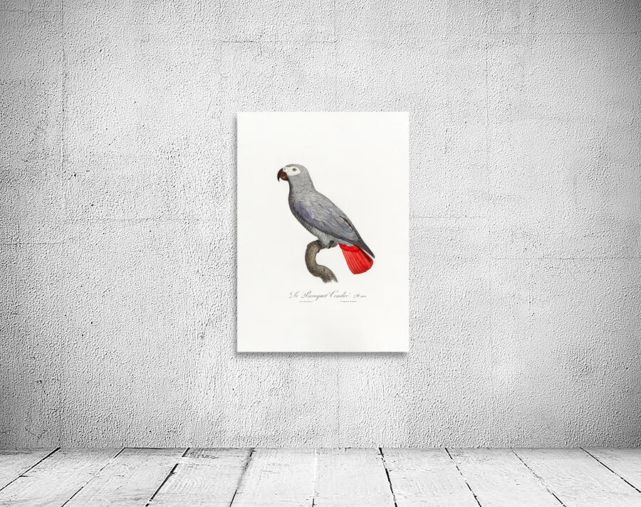 6330 Parrot 2 Wall Preview