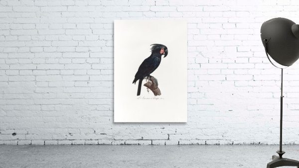 6330 Parrot 1 Wall Preview