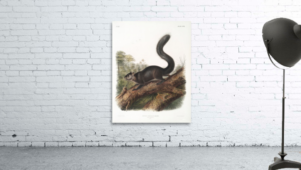 John James Audubon 21 Wall Preview